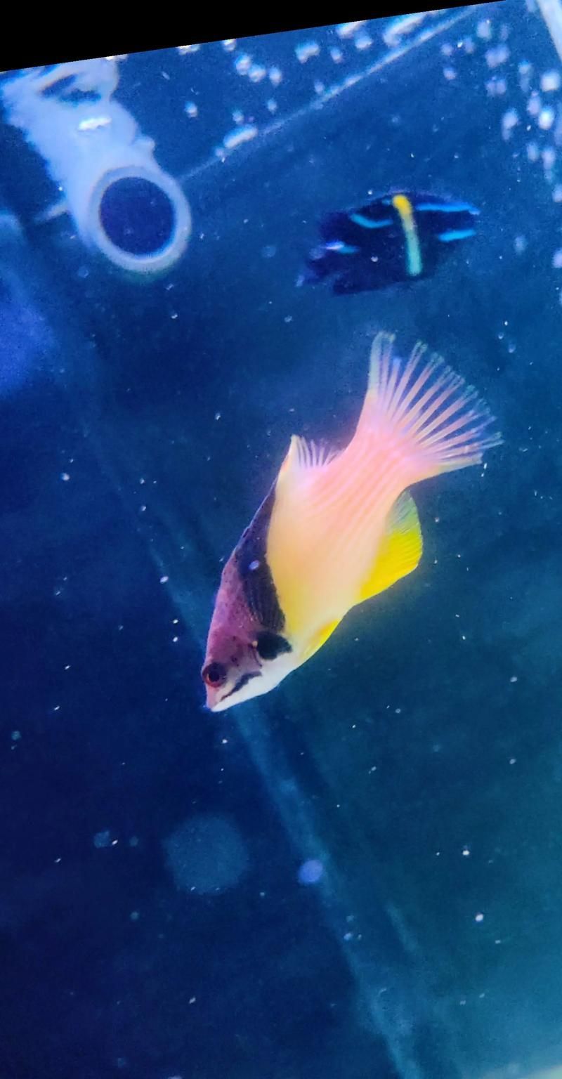 如何安全地食用三元龍魚(yú)？，三元龍魚(yú)是一種珍貴的觀賞魚(yú)基因其獨(dú)特的形態(tài)而受到許多水族愛(ài)好