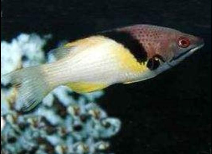 如何安全地食用三元龍魚(yú)？，三元龍魚(yú)是一種珍貴的觀賞魚(yú)基因其獨(dú)特的形態(tài)而受到許多水族愛(ài)好