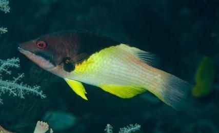 如何安全地食用三元龍魚(yú)？，三元龍魚(yú)是一種珍貴的觀賞魚(yú)基因其獨(dú)特的形態(tài)而受到許多水族愛(ài)好