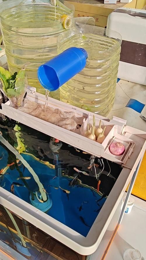 如何配置龍魚養殖設備，關于龍魚養殖設備選擇