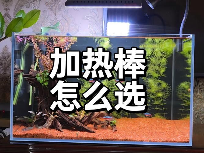 如何配置龍魚養殖設備，關于龍魚養殖設備選擇