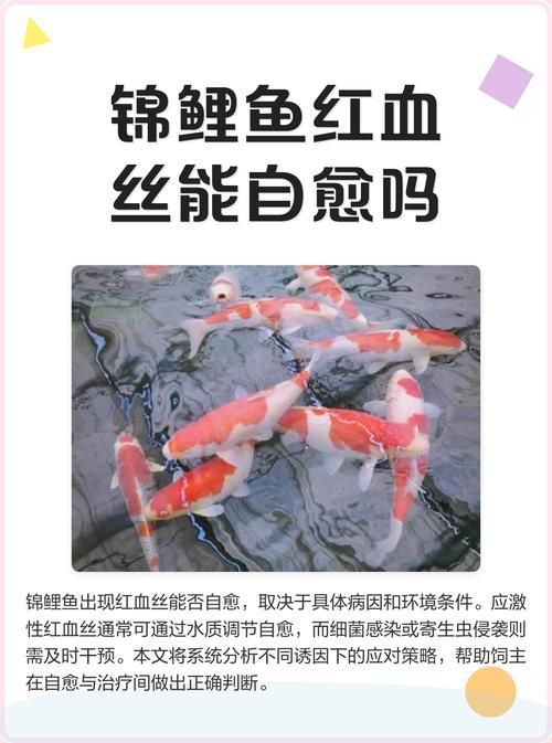 給我一些預防魚充血的圖片，如何預防魚充血