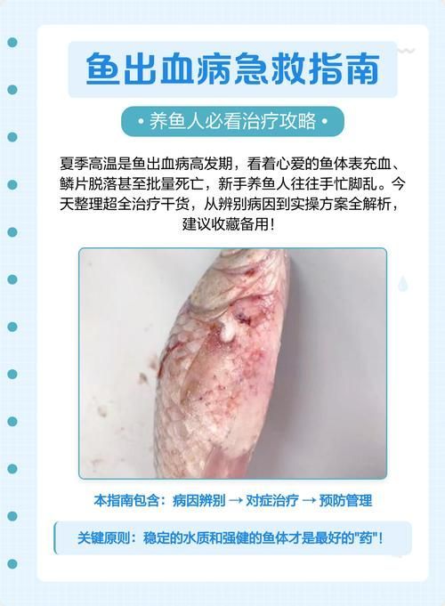 給我一些預防魚充血的圖片，如何預防魚充血