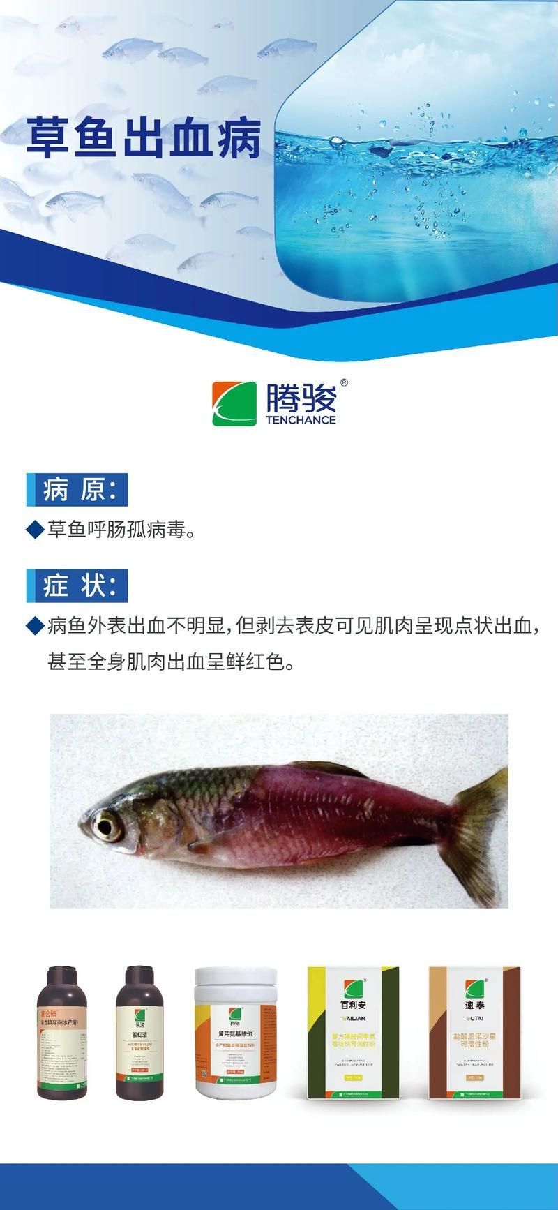 給我一些預防魚充血的圖片，如何預防魚充血
