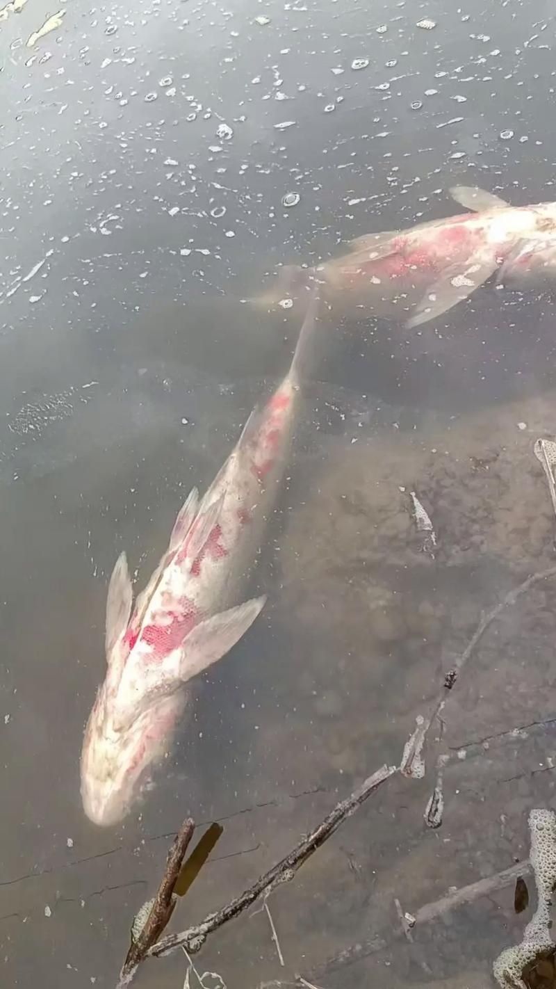 給我一些預防魚充血的圖片，如何預防魚充血