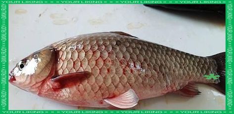 給我一些預防魚充血的圖片，如何預防魚充血