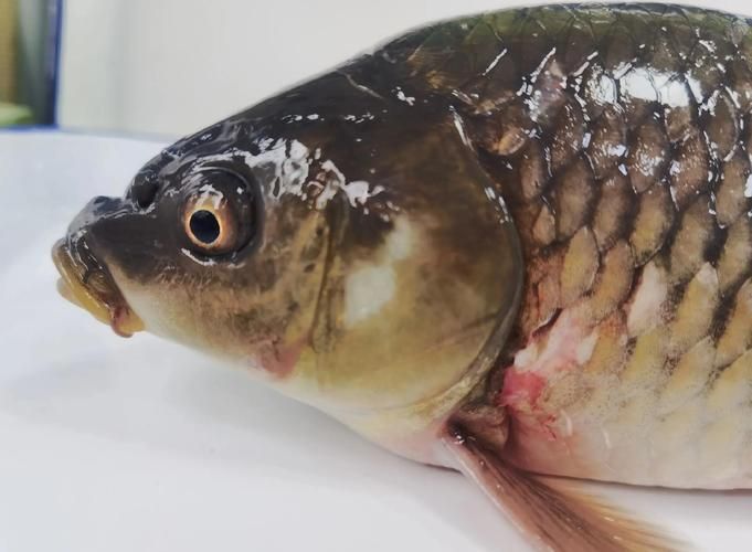 給我一些預防魚充血的圖片，如何預防魚充血