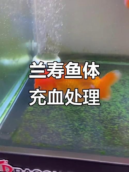 給我一些預防魚充血的圖片，如何預防魚充血