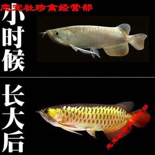 20公分紅龍魚有哪些品種，20公分紅龍魚有哪些品種，有哪些品種？