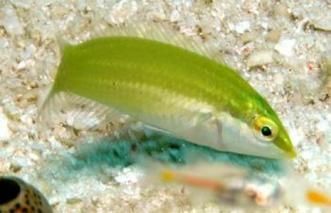 綠龍魚在水族箱中的生長(zhǎng)情況如何?,理想水族箱造景規(guī)劃