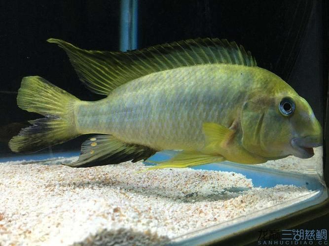綠龍魚在水族箱中的生長(zhǎng)情況如何?,理想水族箱造景規(guī)劃