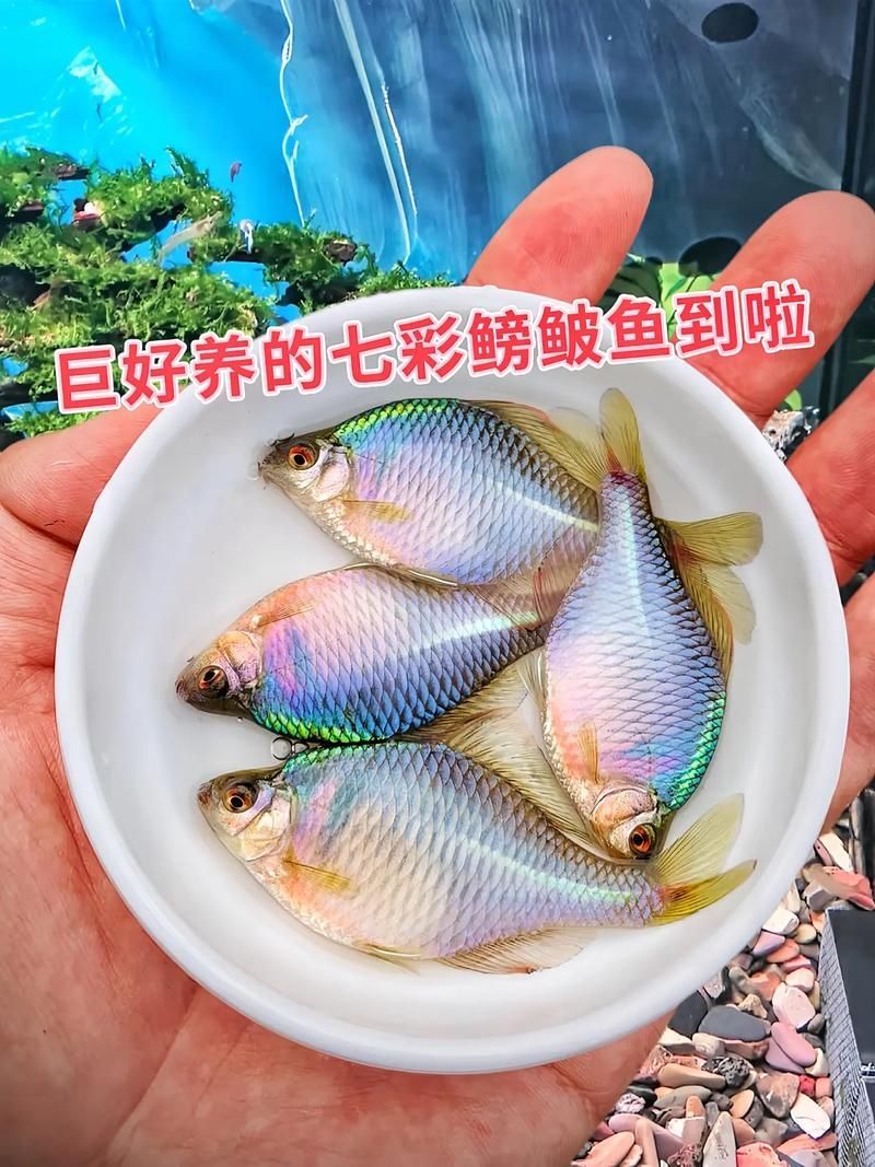 小型魚，小型魚的搜索