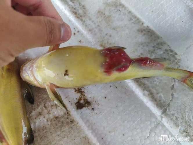 腹水魚最簡單三個處理，腹水魚最簡單三個處理方法