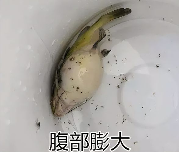 腹水魚最簡單三個處理，腹水魚最簡單三個處理方法