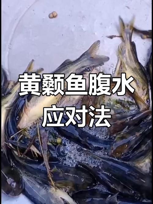 腹水魚最簡單三個處理，腹水魚最簡單三個處理方法