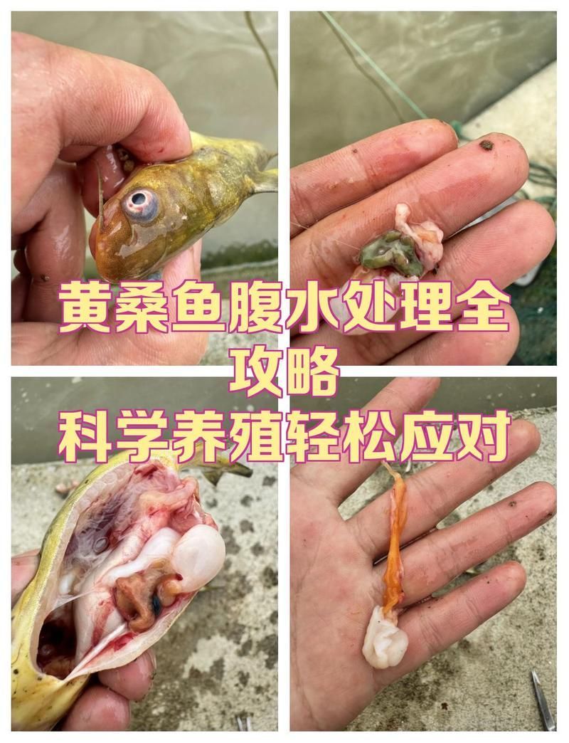 腹水魚最簡單三個處理，腹水魚最簡單三個處理方法