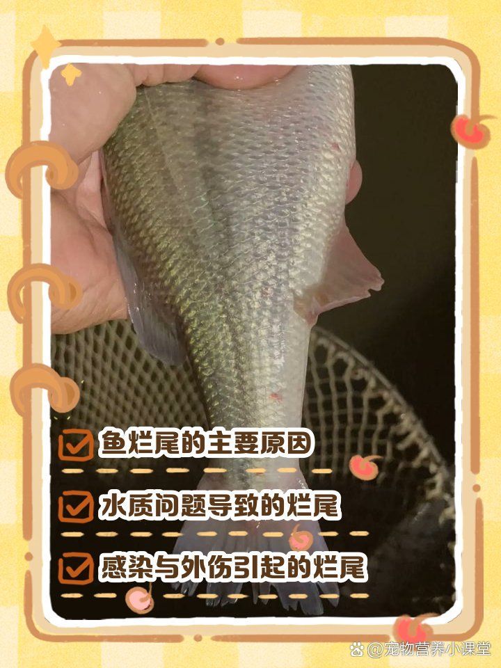 如何早期發(fā)現(xiàn)龍魚(yú)爛尾，———龍魚(yú)爛尾原因及應(yīng)對(duì)