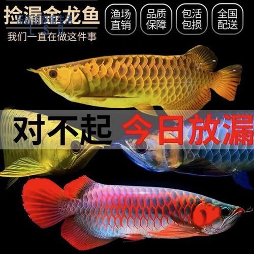寶坻龍魚的市場價值如何?,天津寶坻龍魚市場價格對照表,寶坻龍魚價格差異巨大