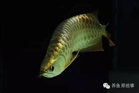 如何判斷龍魚的品相是否符合拍賣標(biāo)準(zhǔn)？，如何判斷一條龍魚的品相是否符合拍賣標(biāo)準(zhǔn)