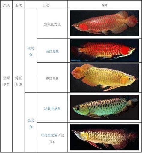 如何判斷龍魚的品相是否符合拍賣標(biāo)準(zhǔn)？，如何判斷一條龍魚的品相是否符合拍賣標(biāo)準(zhǔn)