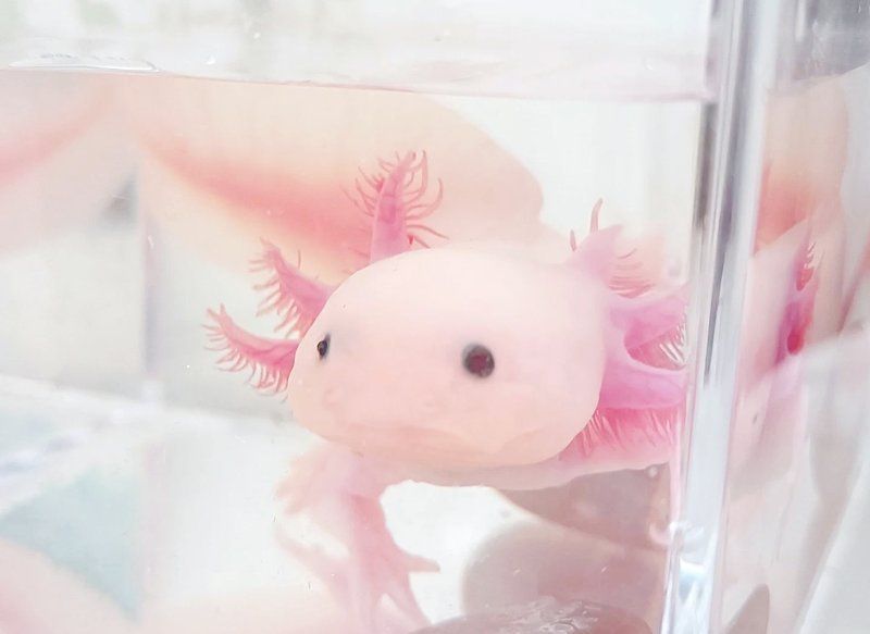 有哪些小龍魚品種推薦？，小龍魚品種推薦