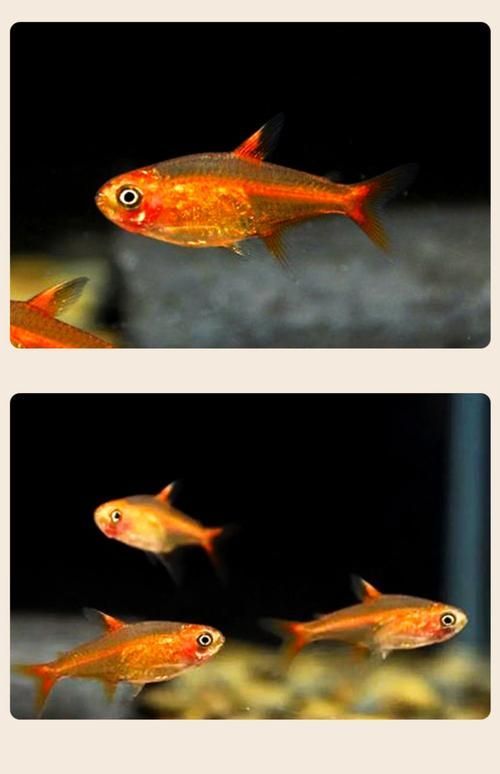 玫瑰銀版魚發情時有何表現？，玫瑰銀版魚（噴火燈魚（噴火燈魚）發情筆記（hyphessobryconamandae）