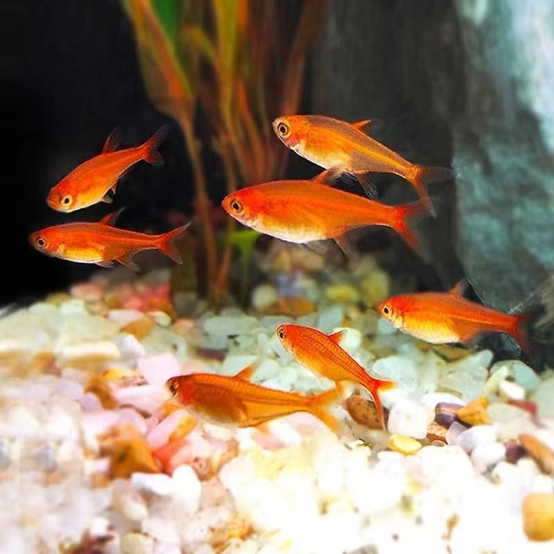 玫瑰銀版魚發情時有何表現？，玫瑰銀版魚（噴火燈魚（噴火燈魚）發情筆記（hyphessobryconamandae）