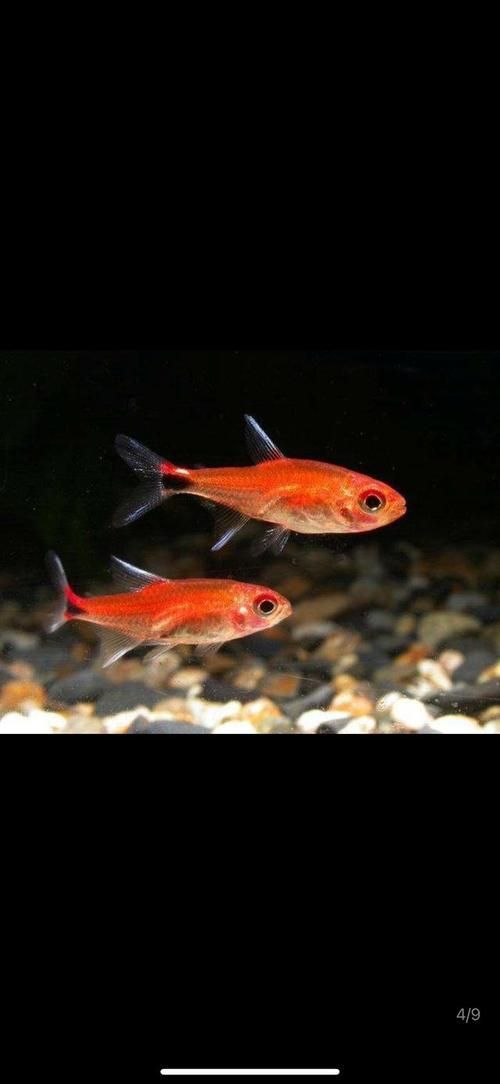 玫瑰銀版魚發情時有何表現？，玫瑰銀版魚（噴火燈魚（噴火燈魚）發情筆記（hyphessobryconamandae）