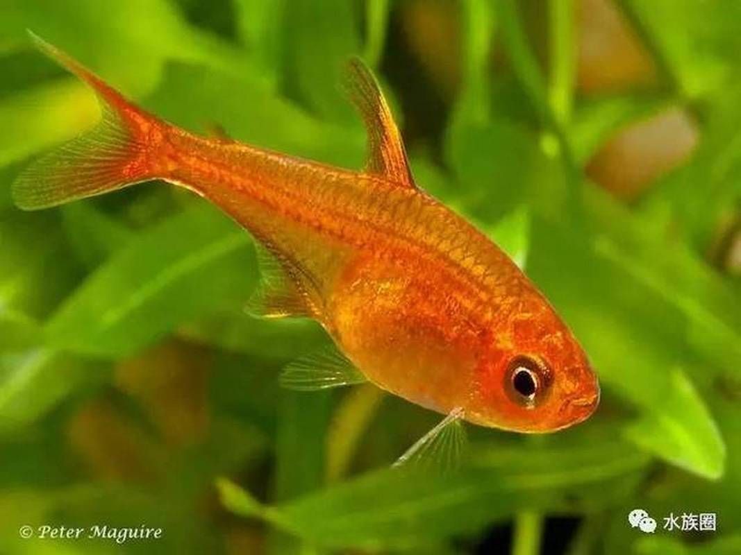 玫瑰銀版魚發情時有何表現？，玫瑰銀版魚（噴火燈魚（噴火燈魚）發情筆記（hyphessobryconamandae）