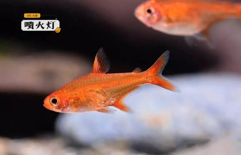 玫瑰銀版魚發情時有何表現？，玫瑰銀版魚（噴火燈魚（噴火燈魚）發情筆記（hyphessobryconamandae）