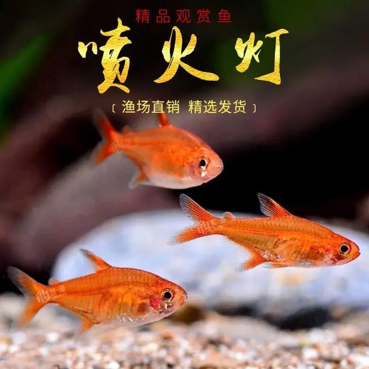 玫瑰銀版魚發情時有何表現？，玫瑰銀版魚（噴火燈魚（噴火燈魚）發情筆記（hyphessobryconamandae）