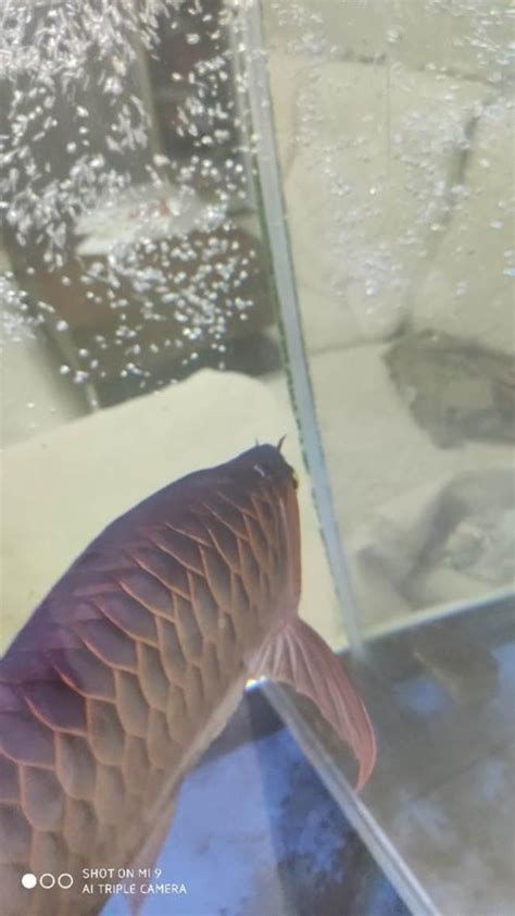 龍魚魚鱗有洞需要換魚嗎？，龍魚魚鱗有洞需要換魚嗎？龍魚鱗片出現洞洞的詳解與處理指南