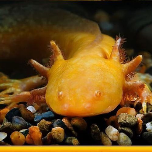 哪里可以找到四腳龍魚高清壁紙？，哪里能找到四腳龍魚高清壁紙？