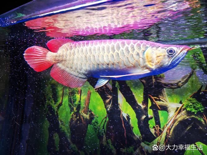 給我一些龍魚蒙眼初期的高清圖片，給我一些龍魚蒙眼初期的高清圖片,展開,龍魚蒙眼是一種常見的眼部疾病