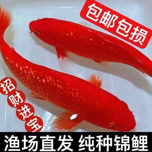 給我一些紅色魚的圖片，給我一些紅色魚的圖片,紅色魚因其鮮艷的色澤和吉祥寓意