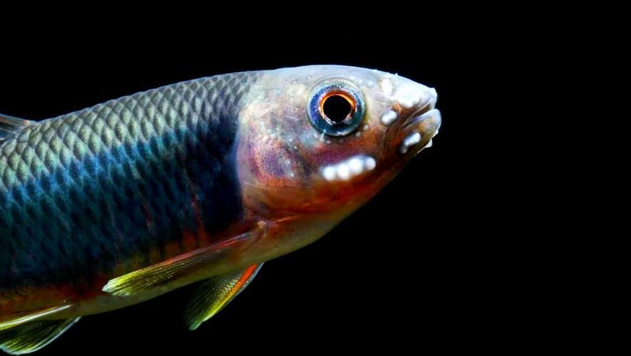 如何區分龍魚嘴角的白色球狀物是病還是珠星？，如何區分龍魚嘴角白色球狀物