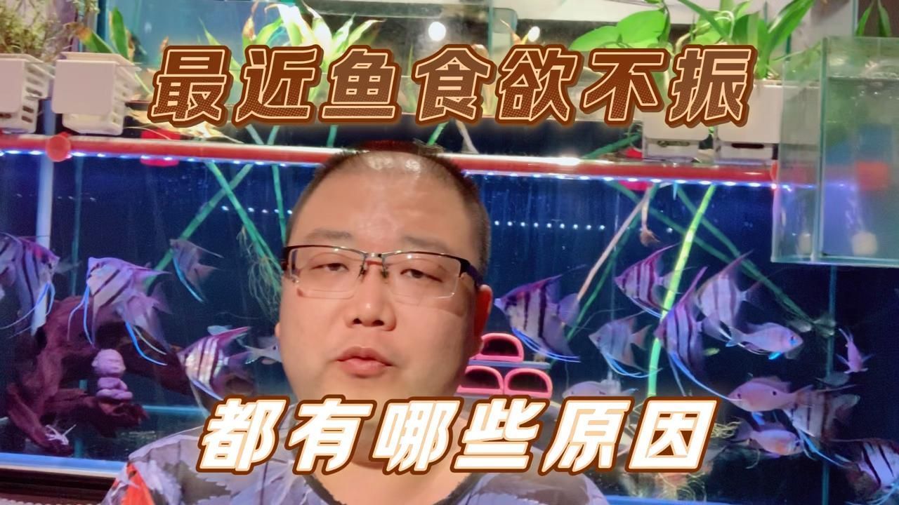 有哪些藥物可以幫助恢復魚的食欲