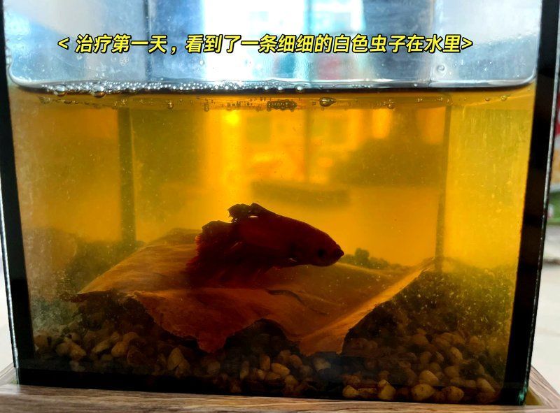 有哪些藥物可以幫助恢復魚的食欲