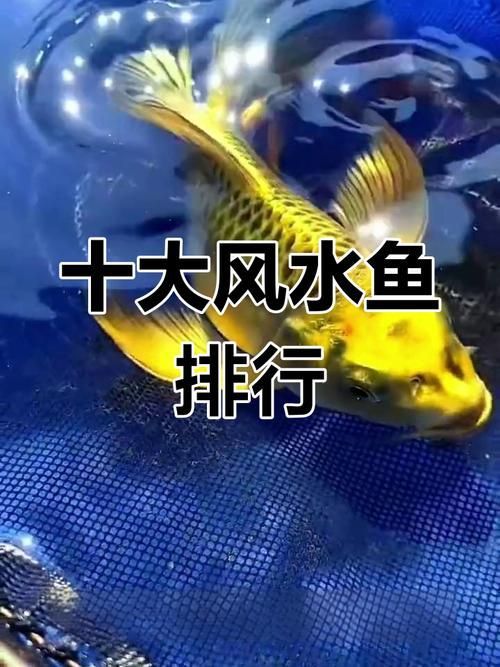有哪些權(quán)威的風(fēng)水魚圖片圖庫，如何尋找權(quán)威的風(fēng)水魚圖片圖庫
