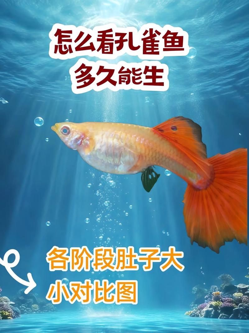 如何判斷魚腹水是否自愈，如何判斷魚腹水是否可以自愈