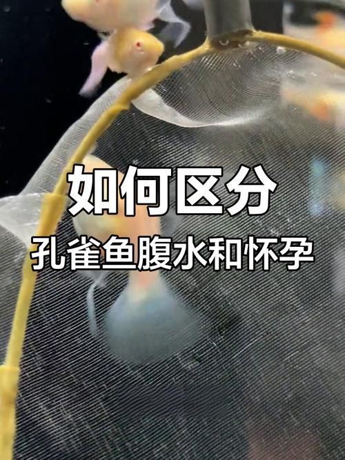 如何判斷魚腹水是否自愈，如何判斷魚腹水是否可以自愈