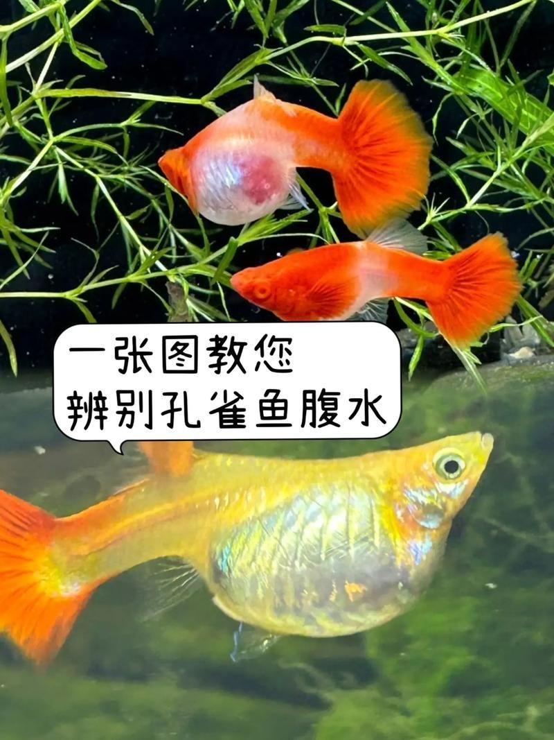 如何判斷魚腹水是否自愈，如何判斷魚腹水是否可以自愈
