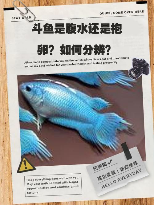 如何判斷魚腹水是否自愈，如何判斷魚腹水是否可以自愈
