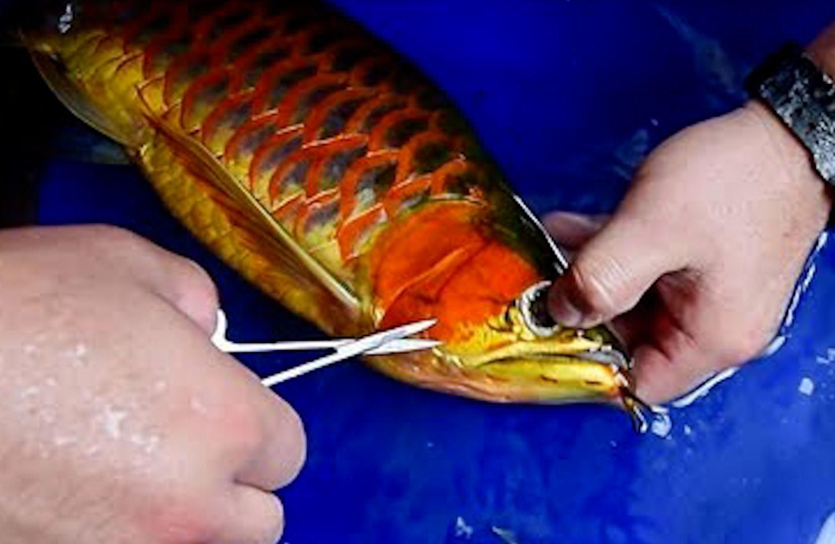 有哪些專業機構可以處理龍魚胡子，龍魚胡子修剪服務龍魚胡子修剪服務龍魚美容師每次收費上萬元