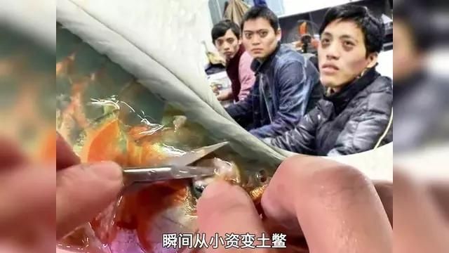 有哪些專業機構可以處理龍魚胡子，龍魚胡子修剪服務龍魚胡子修剪服務龍魚美容師每次收費上萬元