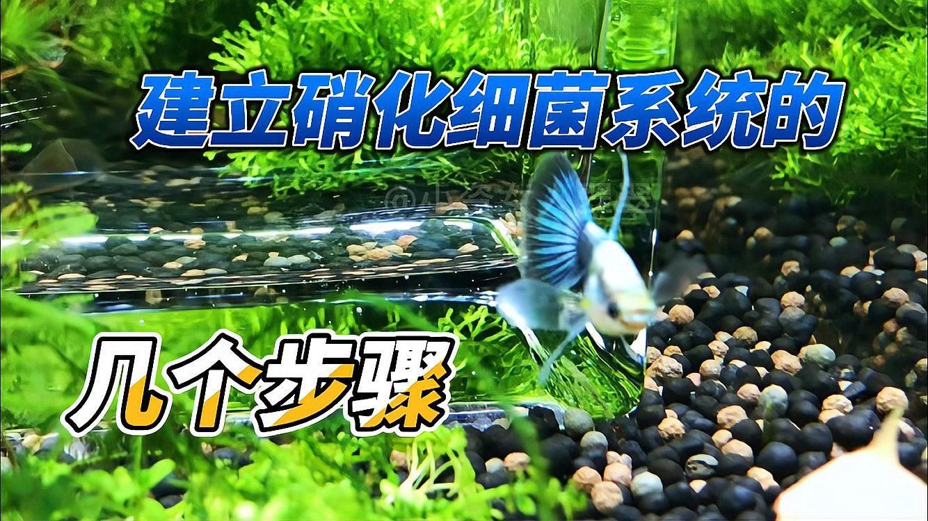 有哪些方法可以加速硝化菌的繁殖，硝化菌的繁殖方法