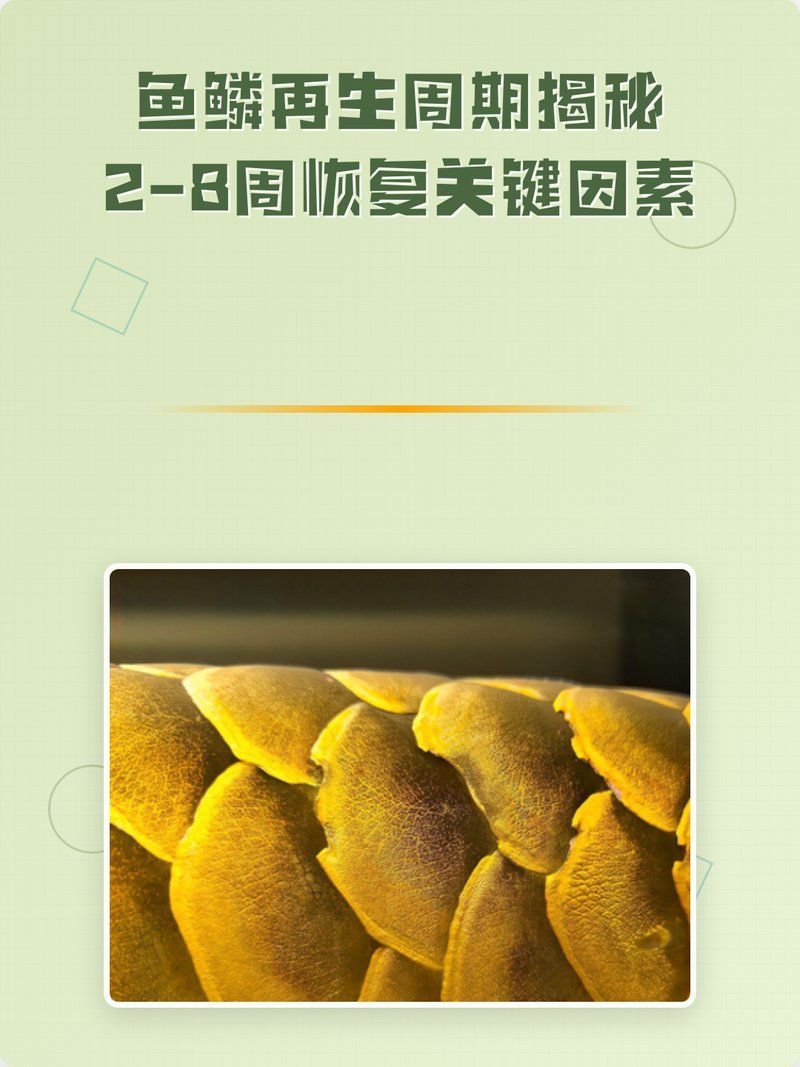 龍魚爛鱗拔除后多久能長出新鱗？，龍魚爛鱗拔除后多久能長出新鱗，龍魚爛鱗后多久開始喂食