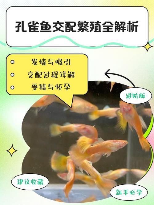 有哪些適合共養(yǎng)的魚種推薦，富媒體組件查詢之金龍魚混養(yǎng)