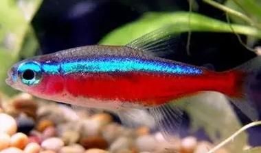 有哪些適合共養(yǎng)的魚種推薦，富媒體組件查詢之金龍魚混養(yǎng)