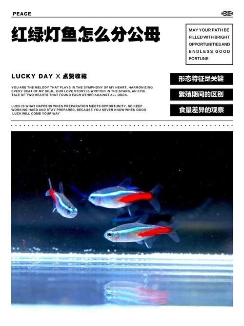 有哪些適合共養(yǎng)的魚種推薦，富媒體組件查詢之金龍魚混養(yǎng)